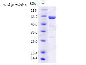 Sino Biological 40945-V08B image 1