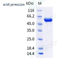 Sino Biological 40942-V08B image 1