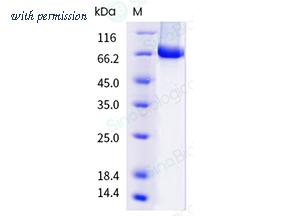 Sino Biological 40940-V08B image 1