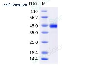 Sino Biological 40933-V08B image 1