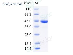 Sino Biological 40932-V08B image 1