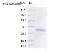 Sino Biological 24447-H18H-NA image 1