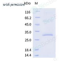 Sino Biological 24447-H18H-DD image 1