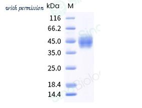 Sino Biological 13128-H49H-B image 1