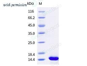 Sino Biological 12044-H08E image 1