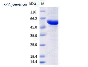 Sino Biological 11675-V08B1 image 1