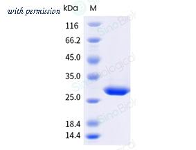 Sino Biological 11250-H49H-B image 1