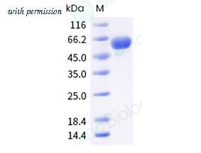 Sino Biological 11049-VNAS image 1