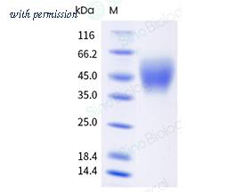 Sino Biological 10414-H49H-B image 1