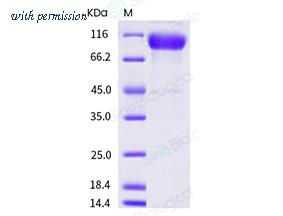 Sino Biological 10346-H03H image 1