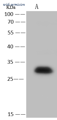 Sino Biological 51107-T48 image 1