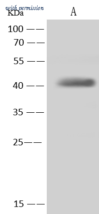 Sino Biological 51004-T48 image 1