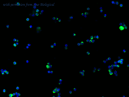 Sino Biological 50709-R437 image 1