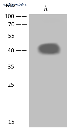 Sino Biological 50601-T52 image 1