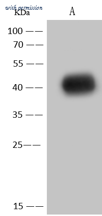 Sino Biological 50386-T60 image 1
