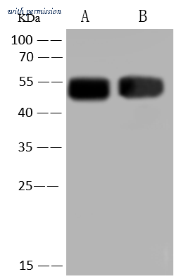 Sino Biological 50246-T60 image 1