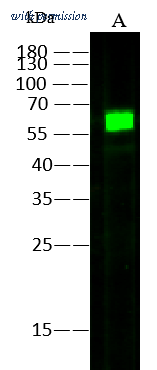 Sino Biological 40496-MM06 image 1