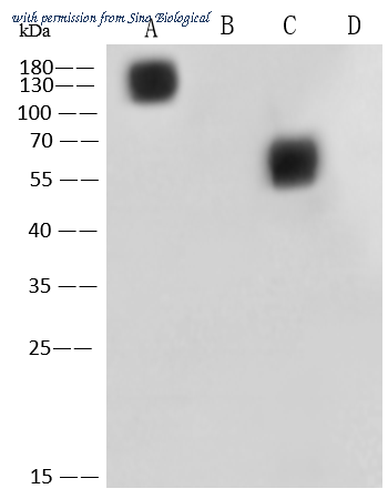 Sino Biological 40069-MM12 image 1