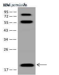 Sino Biological 205093-T46 image 1