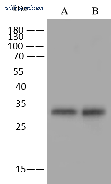 Sino Biological 204868-T36 image 1