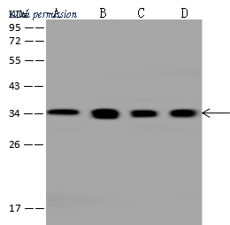 Sino Biological 200299-T38 image 1