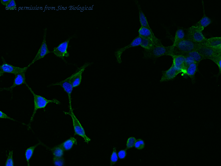 Sino Biological 15877-MM02 image 1