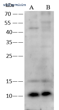 Sino Biological 14483-T60 image 1
