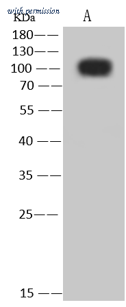 Sino Biological 11880-T56 image 1