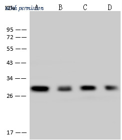 Sino Biological 11159-MM17 image 1