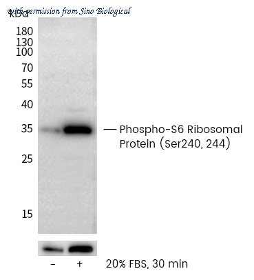 Sino Biological 110571-R0018 image 1