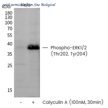 Sino Biological 110557-T40 image 1