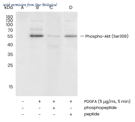 Sino Biological 110547-R0002 image 1