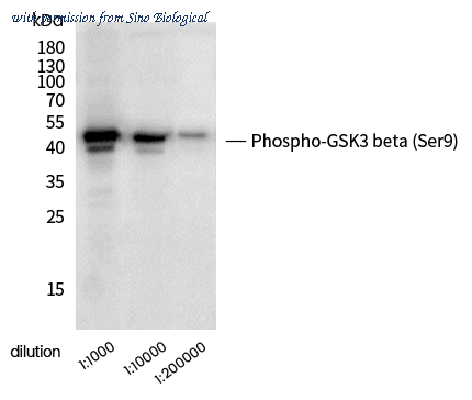 Sino Biological 110455-R0016 image 1