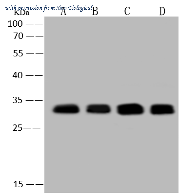 Sino Biological 109678-T36 image 1