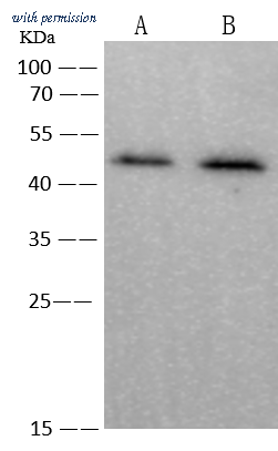 Sino Biological 109654-T32 image 1