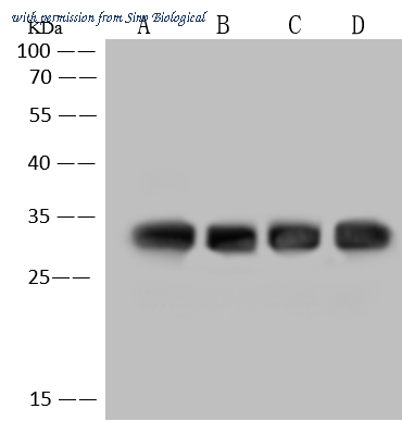 Sino Biological 109597-T36 image 1