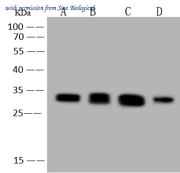 Sino Biological 109596-T38 image 1