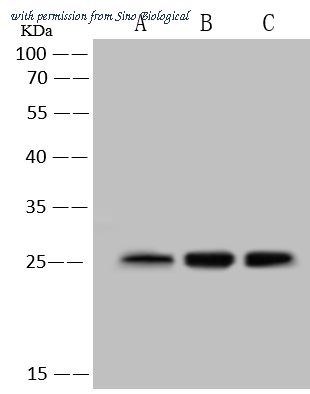 Sino Biological 109551-T36 image 1
