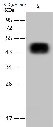 Sino Biological 109373-T34 image 1