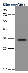 Sino Biological 109352-T44 image 1