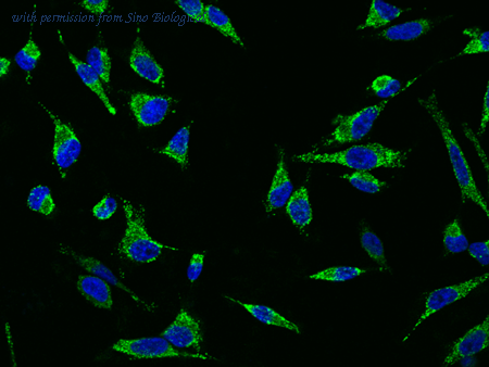Sino Biological 10804-M509 image 1