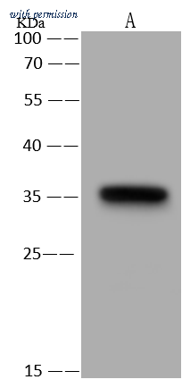 Sino Biological 107132-T36 image 1