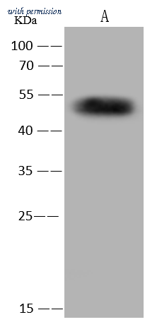 Sino Biological 103878-T32 image 1