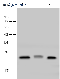 Sino Biological 10368-MM50 image 1