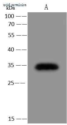 Sino Biological 102948-T42 image 1
