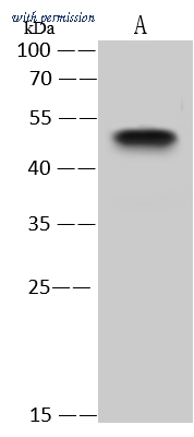 Sino Biological 102807-T32 image 1