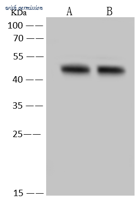 Sino Biological 102286-T32 image 1