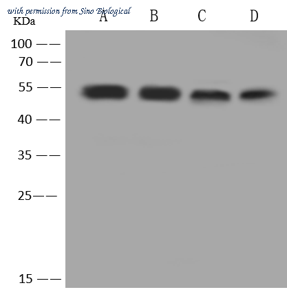 Sino Biological 10028-T62 image 1