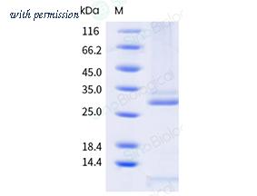 Sino Biological 903-ASFV0010 image 1