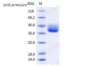 Sino Biological 90251-C49H-B image 1